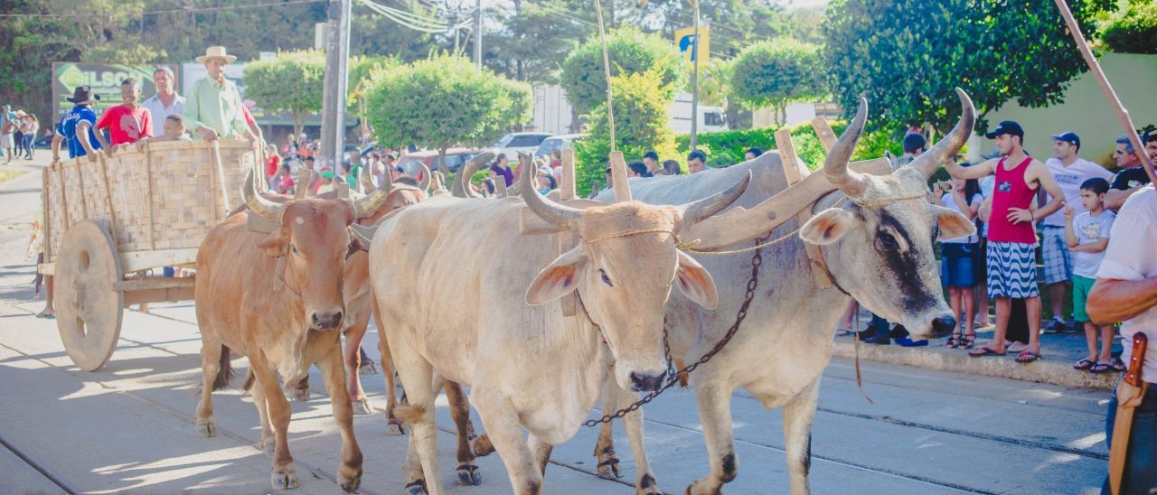 Festa do Carro de Boi: shows, rodeio e desfile marcaram o evento