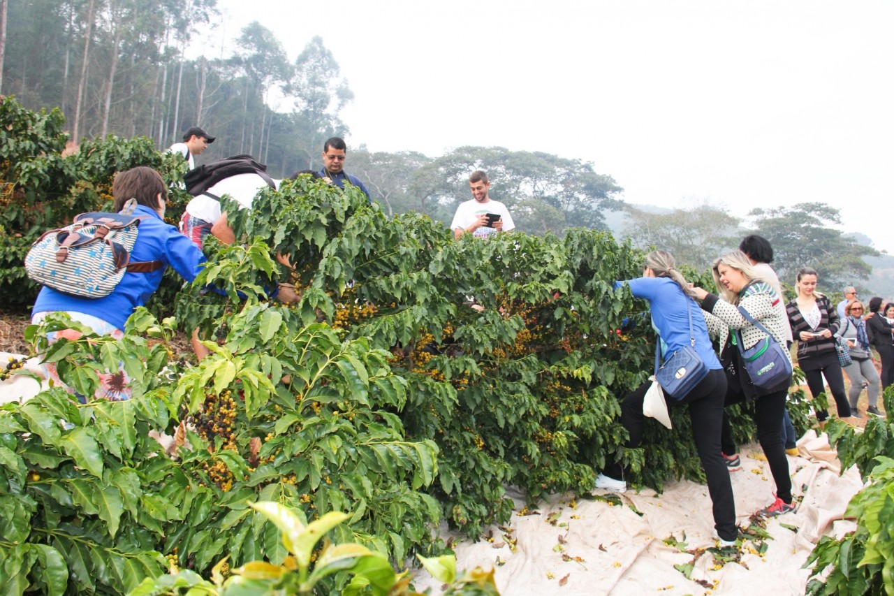 Colheita, beneficiamento e degustação: caminhada promete reunir amantes dos cafés de qualidade em Iúna Colheita, beneficiamento e degustação: caminhada promete reunir amantes dos cafés de qualidade em Iúna